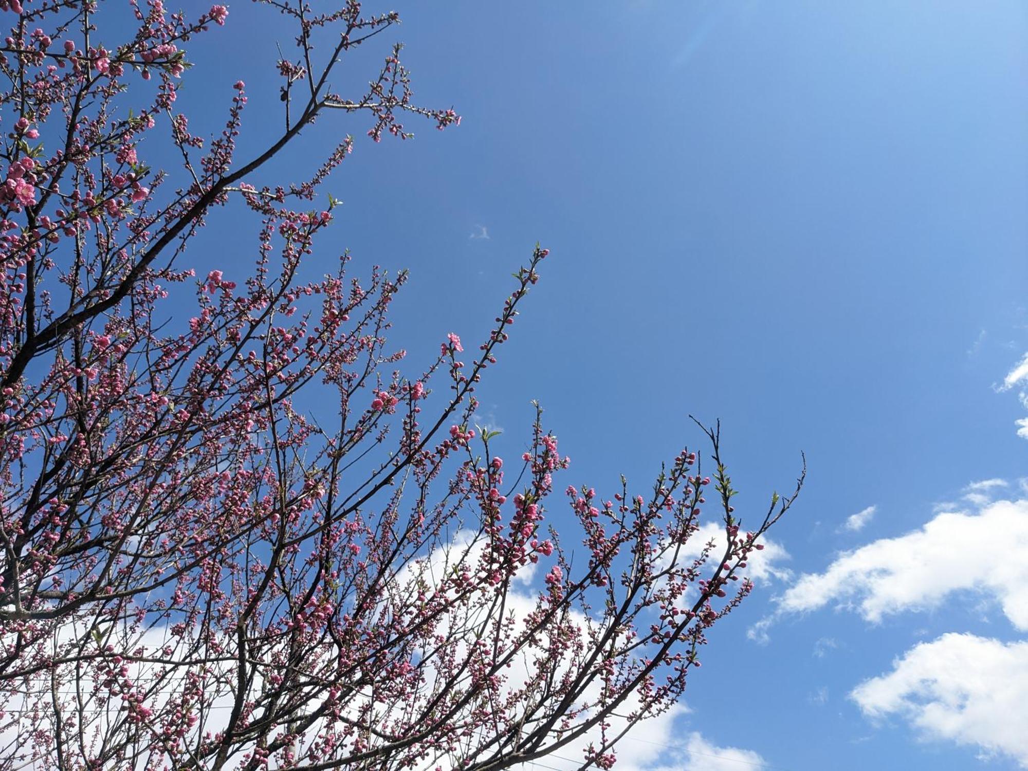 Farm Stay Inn Sanzaemon-Tei 母屋guesthouse Shiga-Takasima Traditional Japanese Architecture House Exteriör bild