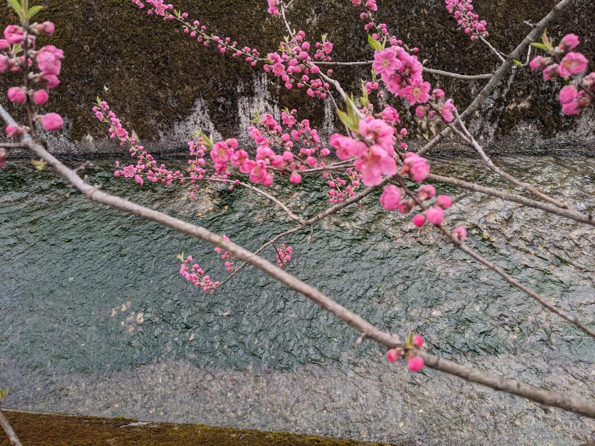 Farm Stay Inn Sanzaemon-Tei 母屋guesthouse Shiga-Takasima Traditional Japanese Architecture House Exteriör bild